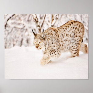 Jacht lynxkat in sneeuw poster