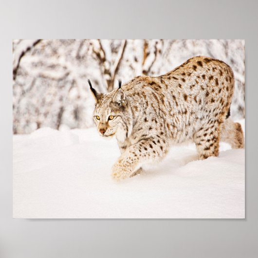 Jacht lynxkat in sneeuw poster (Voorkant)