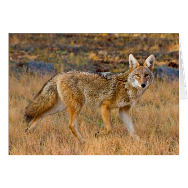 Jacht op coyote (Canis Latrans) (Voorkant Horizontaal)