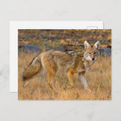 Jacht op coyote (Canis Latrans) Briefkaart (Voorkant / Achterkant)