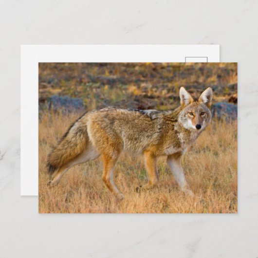 Jacht op coyote (Canis Latrans) Briefkaart (Voorkant / Achterkant)