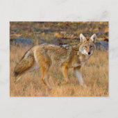 Jacht op coyote (Canis Latrans) Briefkaart (Voorkant)