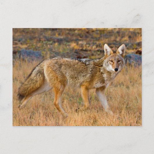 Jacht op coyote (Canis Latrans) Briefkaart (Voorkant)