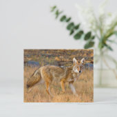 Jacht op coyote (Canis Latrans) Briefkaart (Staand voorkant)