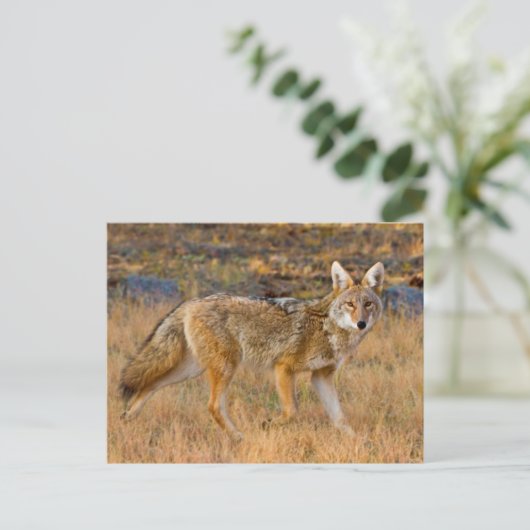 Jacht op coyote (Canis Latrans) Briefkaart (Staand voorkant)