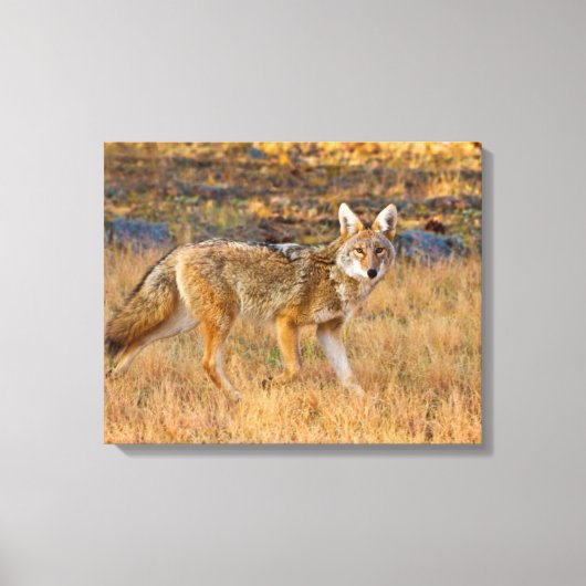 Jacht op Coyote (Canis Latrans) Canvas Afdruk (Voorkant)