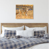 Jacht op Coyote (Canis Latrans) Canvas Afdruk (Insitu (Slaapkamer))