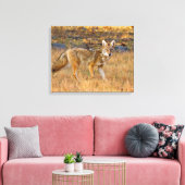 Jacht op Coyote (Canis Latrans) Canvas Afdruk (Insitu (Woonkamer))
