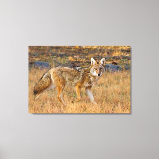 Jacht op coyote (Canis Latrans) Canvas Afdruk (Voorkant)