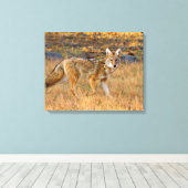Jacht op Coyote (Canis Latrans) Canvas Afdruk (Insitu (Houten vloer))