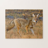 Jacht op coyote (Canis Latrans) Legpuzzel (Horizontaal)