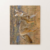 Jacht op coyote (Canis Latrans) Legpuzzel (Verticaal)