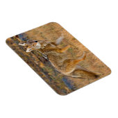 Jacht op coyote (Canis Latrans) Magneet (Rechterzijde)