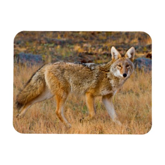 Jacht op coyote (Canis Latrans) Magneet (Horizontaal)