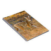 Jacht op coyote (Canis Latrans) Notitieboek (Rechterzijde)