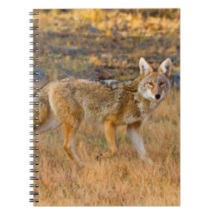 Jacht op coyote (Canis Latrans) Notitieboek