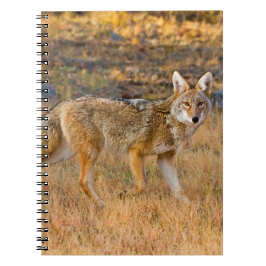 Jacht op coyote (Canis Latrans) Notitieboek (Voorkant)