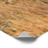 Jacht op coyote (Canis Latrans) Poster (Hoek)