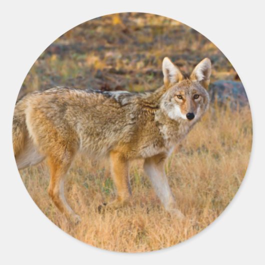 Jacht op coyote (Canis Latrans) Ronde Sticker (Voorkant)