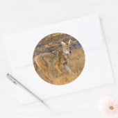Jacht op coyote (Canis Latrans) Ronde Sticker (Envelop)