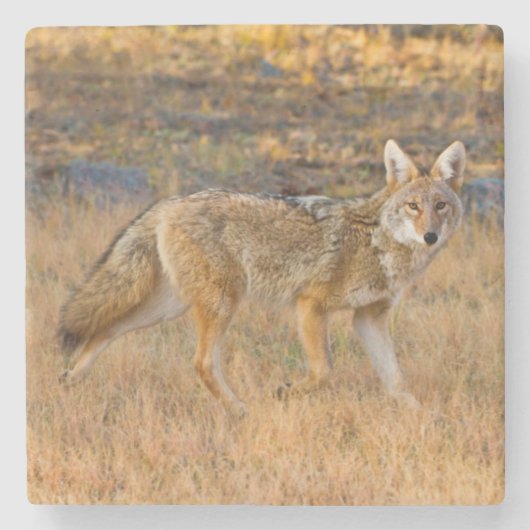 Jacht op coyote (Canis Latrans) Stenen Onderzetter (Voorkant)