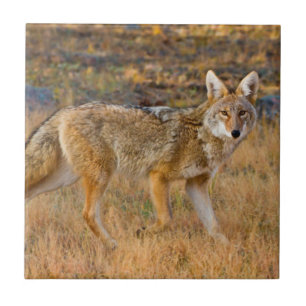 Jacht op coyote (Canis Latrans) Tegeltje
