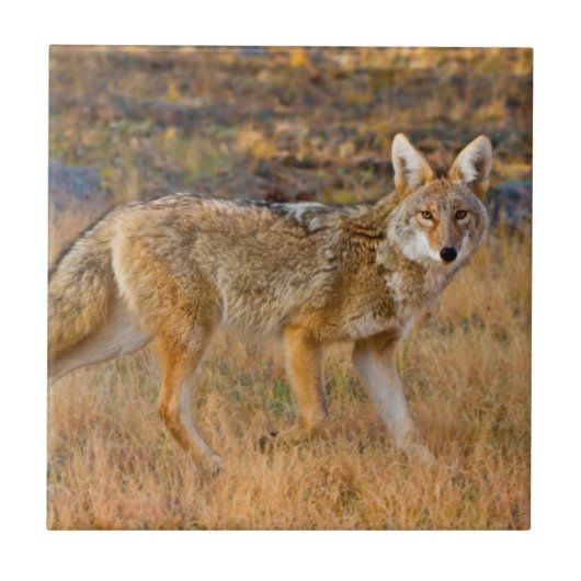Jacht op coyote (Canis Latrans) Tegeltje (Voorkant)