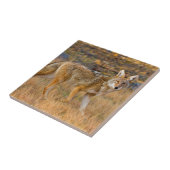 Jacht op coyote (Canis Latrans) Tegeltje (Zijkant)