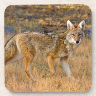 Jacht op Coyotes (Canis Latrans) Drankjes Onderzetter