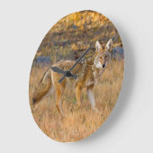 Jacht op Coyotes (Canis Latrans) Grote Klok (Hoek)