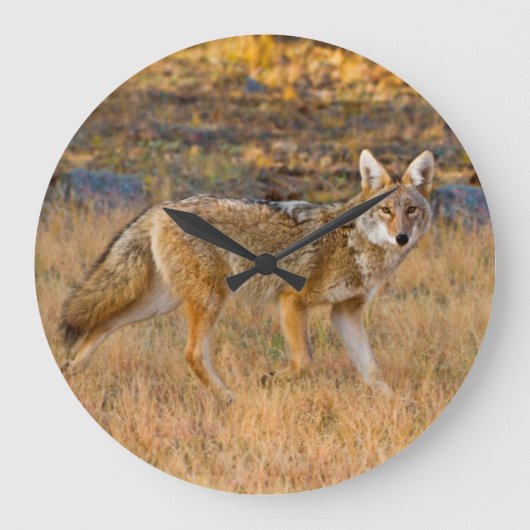 Jacht op Coyotes (Canis Latrans) Grote Klok (Voorkant)