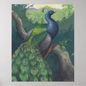 Jacht van de Peacock Print (Voorkant)