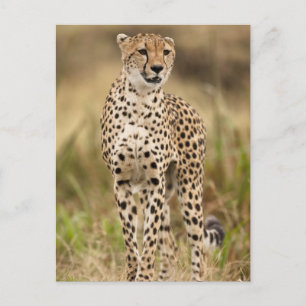 Jachtluipaard, Acinonyx jubatus, in de Masai Mara Briefkaart