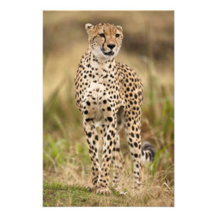 Jachtluipaard, Acinonyx jubatus, in de Masai Mara Foto Afdruk