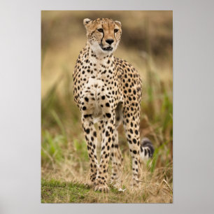 Jachtluipaard, Acinonyx jubatus, in de Masai Mara Poster