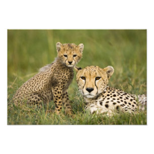Jachtluipaard, Acinonyx jubatus, met welp Foto Afdruk