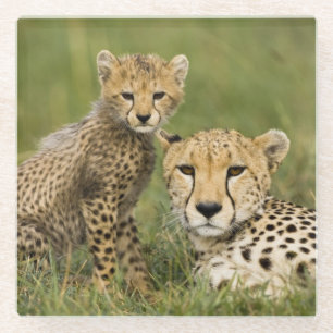 Jachtluipaard, Acinonyx jubatus, met welp Glazen Onderzetter
