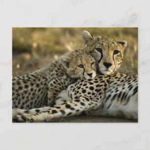 Jachtluipaard, Acinonyx jubatus, met welp in de Ma Briefkaart