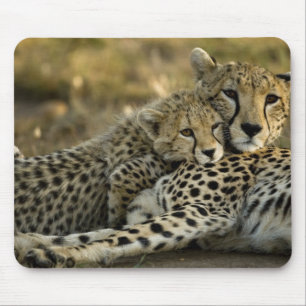 Jachtluipaard, Acinonyx jubatus, met welp in de Ma Muismat