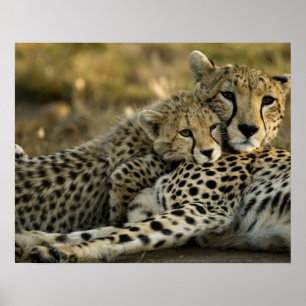 Jachtluipaard, Acinonyx jubatus, met welp in de Ma Poster
