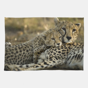 Jachtluipaard, Acinonyx jubatus, met welp in de Ma Theedoek