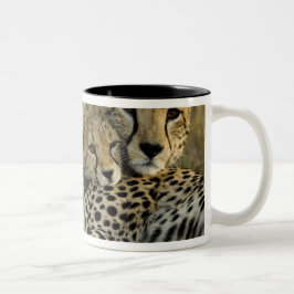 Jachtluipaard, Acinonyx jubatus, met welp in de Ma Tweekleurige Koffiemok
