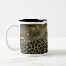 Jachtluipaard, Acinonyx jubatus, met welp in de Ma Tweekleurige Koffiemok