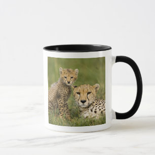 Jachtluipaard, Acinonyx jubatus, met welp Mok