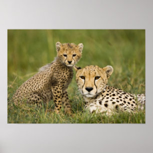 Jachtluipaard, Acinonyx jubatus, met welp Poster