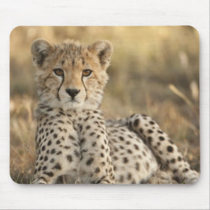Jachtluipaard, Acinonyx jubatus Muismat