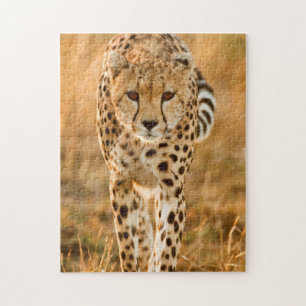 Jachtluipaard (Acinonyx Jubatus) Portret, Maasai Legpuzzel