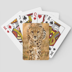 Jachtluipaard (Acinonyx Jubatus) Portret, Maasai Speelkaarten