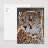 Jachtluipaard kijkt weg briefkaart (Voorkant / Achterkant)