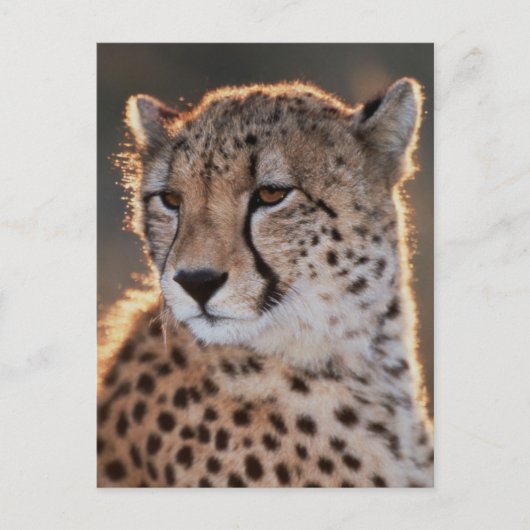 Jachtluipaard kijkt weg briefkaart (Voorkant)